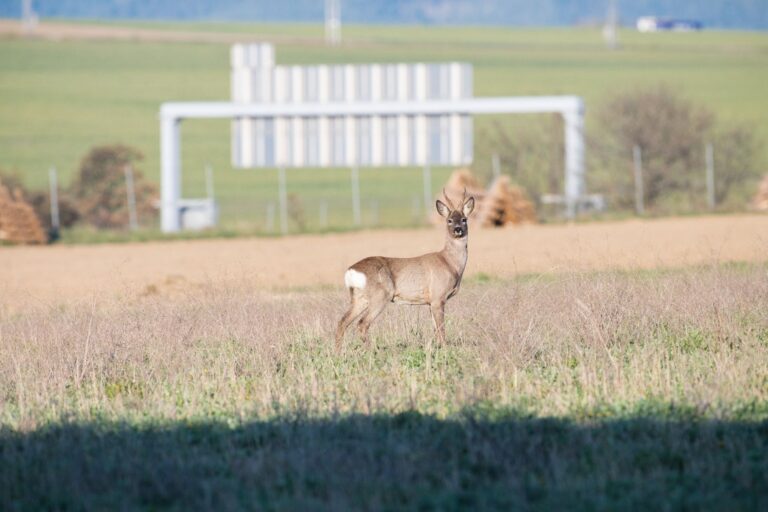 Die Bedeutung der Biodiversität: Warum Artenvielfalt wichtig ist