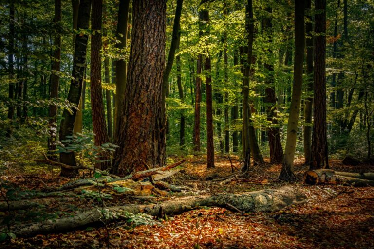 Naturschutzgebiete: Ihre Rolle im Umweltschutz 2025